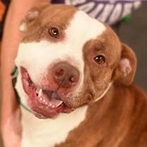 Thumbnail photo of Crescent Roll #3