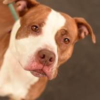 Thumbnail photo of Crescent Roll #4