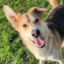 Thumbnail photo of Baron #1