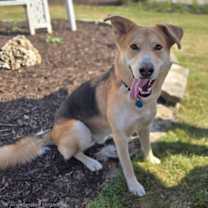 Thumbnail photo of Baron #2