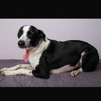 Thumbnail photo of Onyx #2