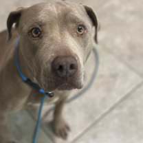 adopt-pet