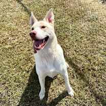 Thumbnail photo of Chase (was Bacon) *AVAILABLE IN FOSTER HOME*  #3