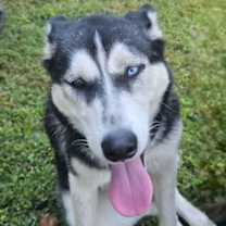 Thumbnail photo of Nika #4