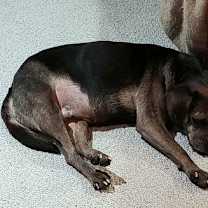 Thumbnail photo of Gertie #1