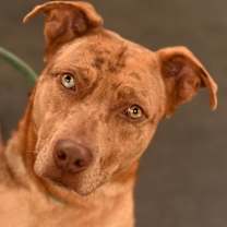 Thumbnail photo of Torpedo #2