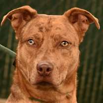 Thumbnail photo of Torpedo #4