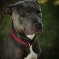 Thumbnail photo of Applesauce #1