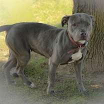 Thumbnail photo of Applesauce #2