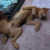 Thumbnail photo of Archie #2