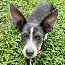 Thumbnail photo of Angel Rat Terrier #1