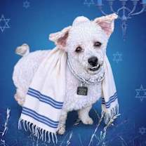 Thumbnail photo of Asher #1