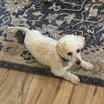 Thumbnail photo of Asher #2