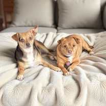 Thumbnail photo of Sandy (bonded with Manny) #1