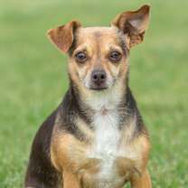 Thumbnail photo of Sandy (bonded with Manny) #2