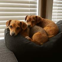 Thumbnail photo of Sandy (bonded with Manny) #3