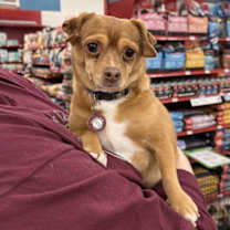 Thumbnail photo of Manny (bonded with Sandy) #1