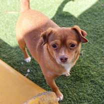 Thumbnail photo of Manny (bonded with Sandy) #3