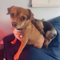 Thumbnail photo of Manny (bonded with Sandy) #4