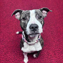 Thumbnail photo of Cheerio #1