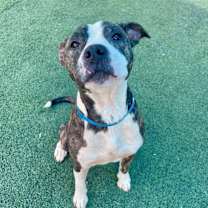 Thumbnail photo of Cheerio #3