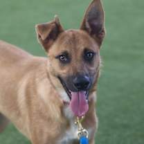 Thumbnail photo of Milo #1