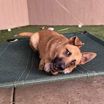 Thumbnail photo of Milo #2