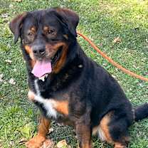 Thumbnail photo of Professor Cosmic Brownie a/k/a Dee-Ojee #1