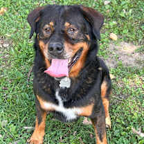 Thumbnail photo of Professor Cosmic Brownie a/k/a Dee-Ojee #3