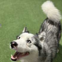 Thumbnail photo of Sparky #2