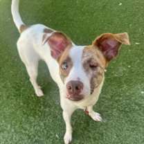 adopt-pet