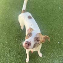 Thumbnail photo of Destiny #4