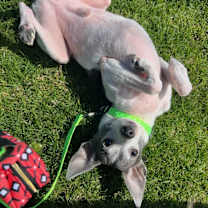 Thumbnail photo of Spike #2