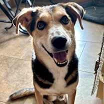adopt-pet