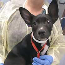adopt-pet