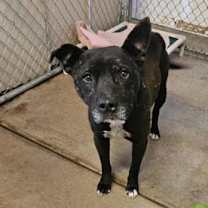 Thumbnail photo of Bane #2