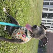 Thumbnail photo of Dulce #1