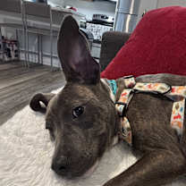 Thumbnail photo of Dulce #2