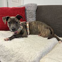 Thumbnail photo of Dulce #3