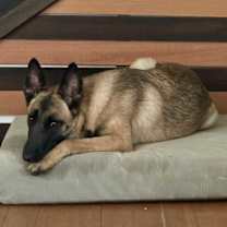 Thumbnail photo of Pumpkin #4