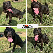 Thumbnail photo of Sadie #1