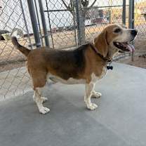 Thumbnail photo of Duke-on deck to join super beagle-luvin home! #2