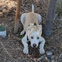 Thumbnail photo of Akari #1