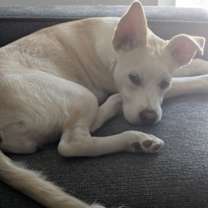 Thumbnail photo of Akari #2