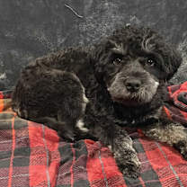 adopt-pet