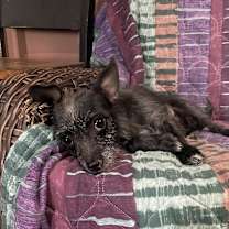 adopt-pet