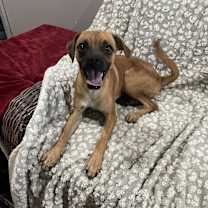 adopt-pet