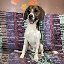 adopt-pet