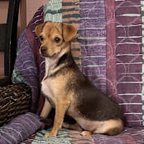 adopt-pet