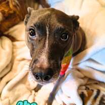 Thumbnail photo of Abe (Courtesy Post) #1